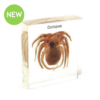 Real Octopus Observation Block
