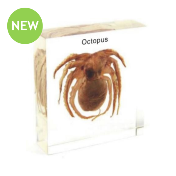 Octopus Observation Block II