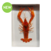 Red Swamp Crayfish Specimen