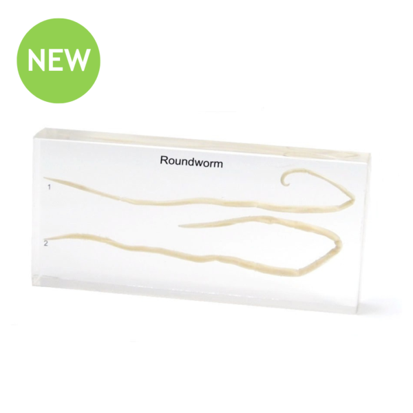 Roundworm Observation Study Set