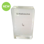 Red Swamp Schistosoma Set