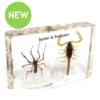 Spider and Scorpion Resin