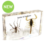 Spider and Scorpion Resin