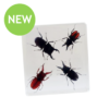 Stag Beetle Specimen Block