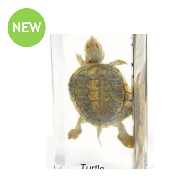 Real Turtle Observation Set