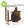 Real Turtle Set II