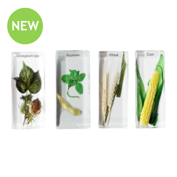 Real Angiosperm Observation Study