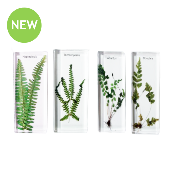 Real Fern Observation Study