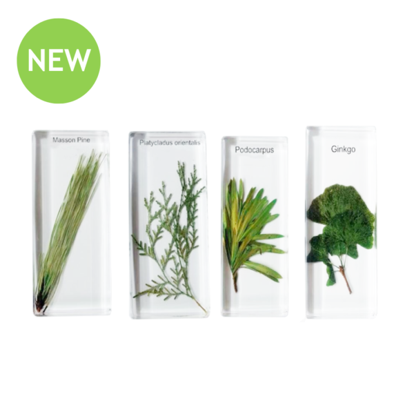 Real Gymnosperm Observation Study