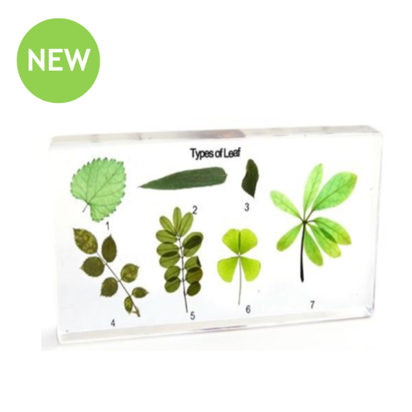 Real Leaf Observation Study