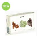 Real Lichen Observation Study