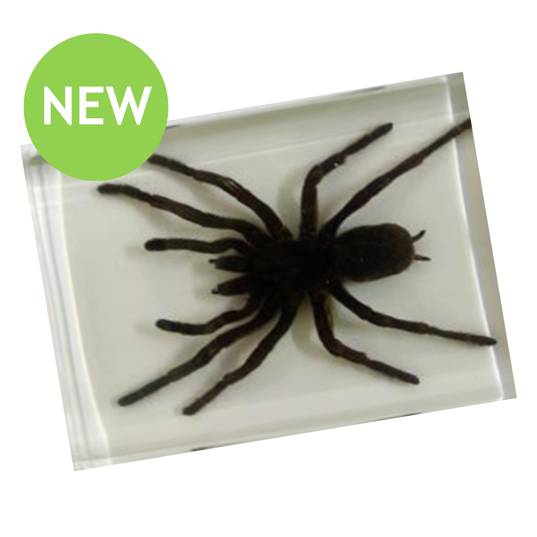 Spider Specimen Resin II