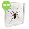 Spider Embedded Resin III