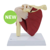 Shoulder Joint with Muscle