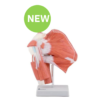 Deep Shoulder Muscle Model