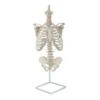 Human Trunk Skeleton