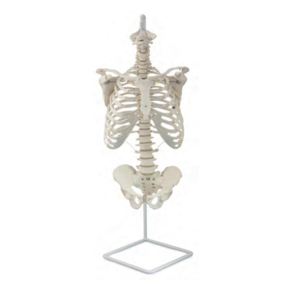 Human Trunk Skeleton
