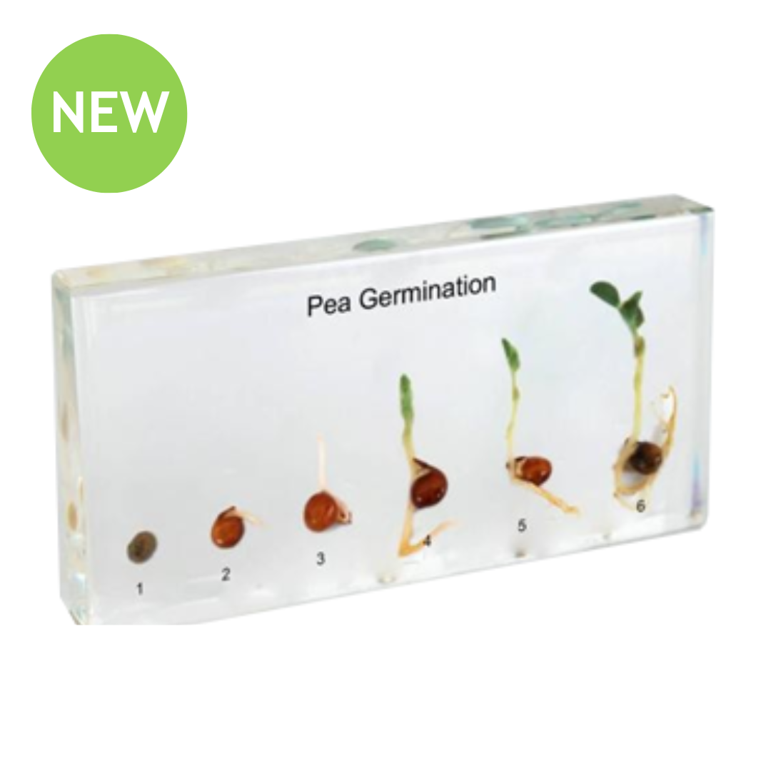 Pea Germination Observation Set