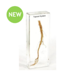 Real Taproot Study Block