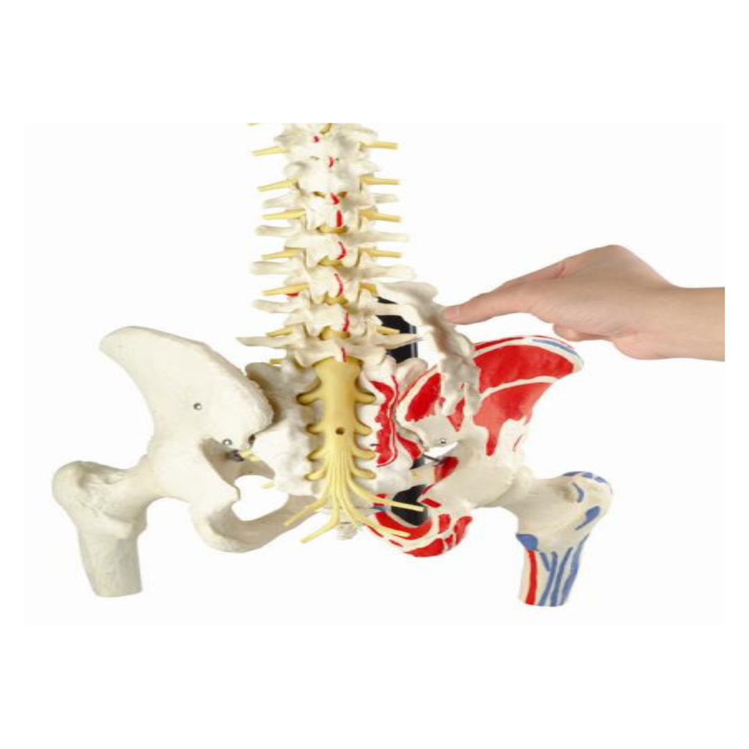 Flexible Spinal Column, with Femur, Open Sacrum, with Muscle insertion