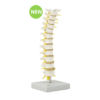 Life Size Thoracic Column