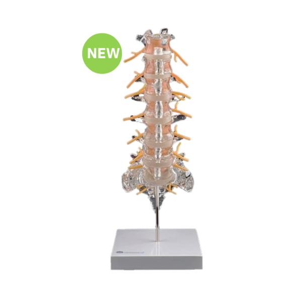 Transparent Lumbar Vertebra Model