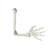 Upper Limb Bone Model