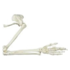 Upper Limb Bone Model