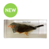 Zebra Finch Observation Set