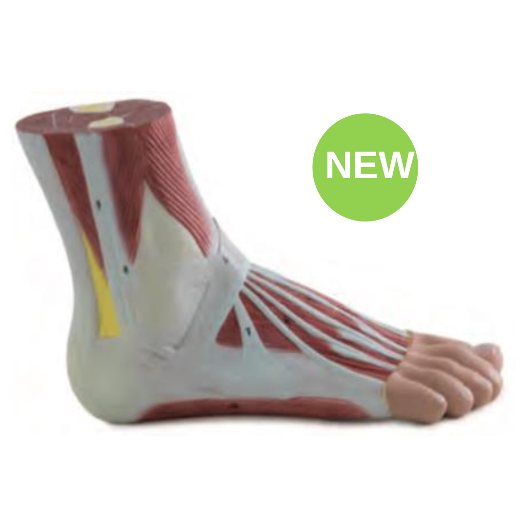 Foot Anatomy Model 1-Part