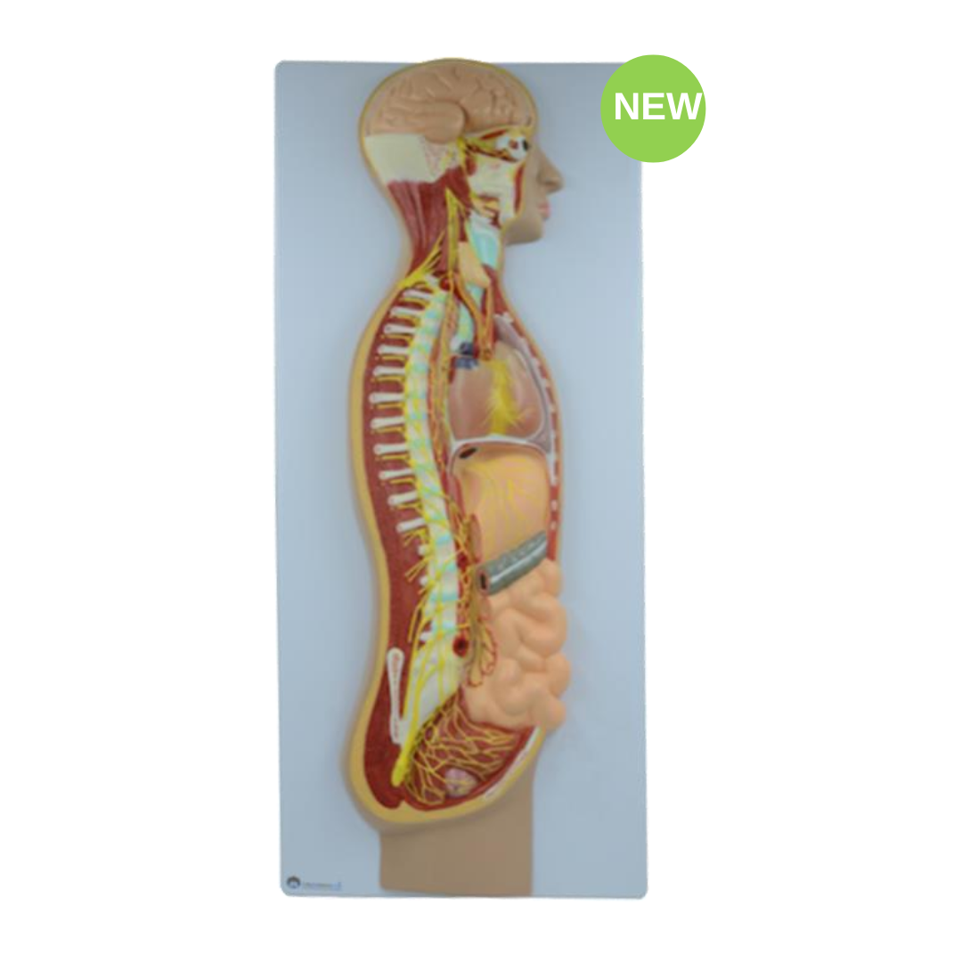 Autonomic Nerves System Model