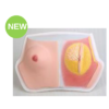 Human Breast Model on Base
