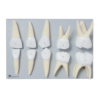 Deciduous Teeth Model 10 Pcs