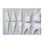 Deciduous Teeth Model 10 Pcs
