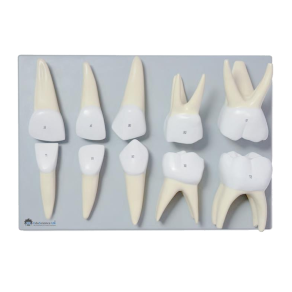 Deciduous Teeth Model 10 Pcs