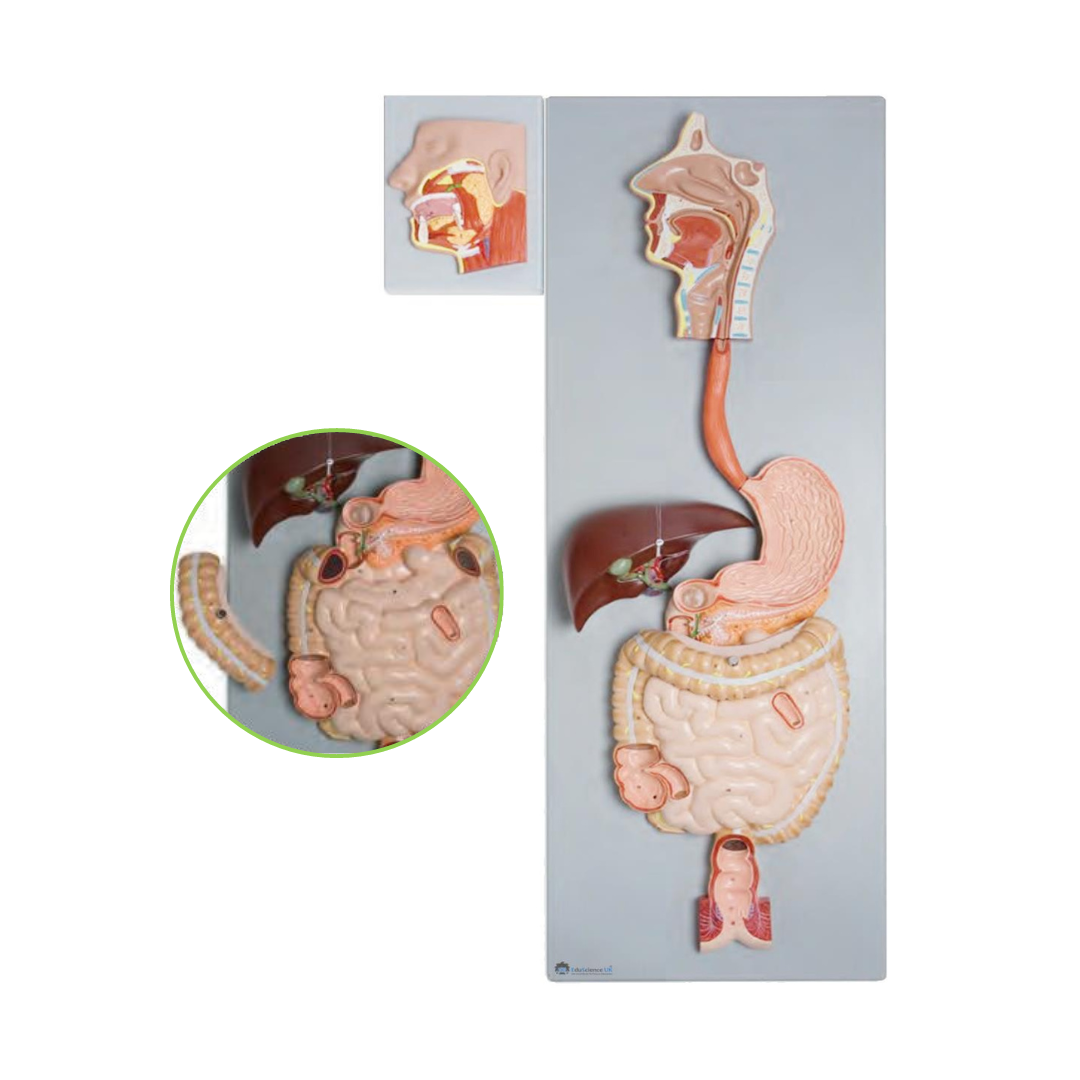 Digestive System Model 3-Parts