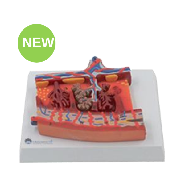 Enlarged Cross-Section Placenta Model