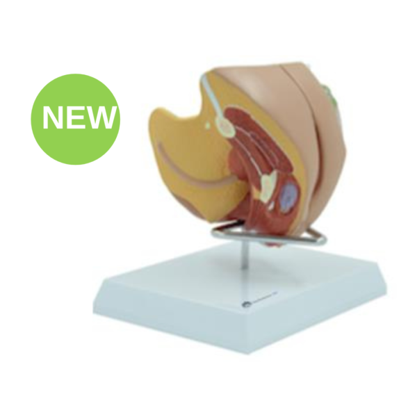 Female Genital Organ Model