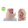 Female Pelvis Embryo Model