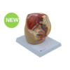 Female Pelvis Half-Size Model