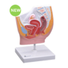 Female Pelvis Reduced-Size Model