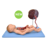Fetal Blood Circulation Model