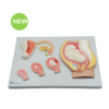 Fetal Development Stages Model