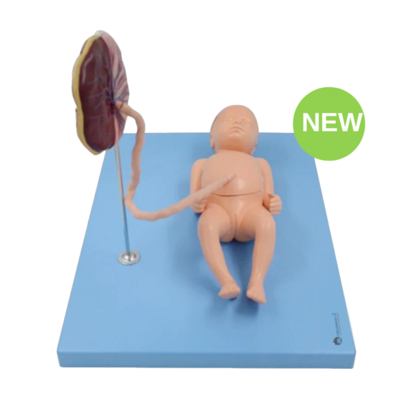 Natural Size Term Fetus Model