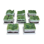 Geologic Fold Model 8 Sets