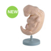 Human Embryo Model 50x