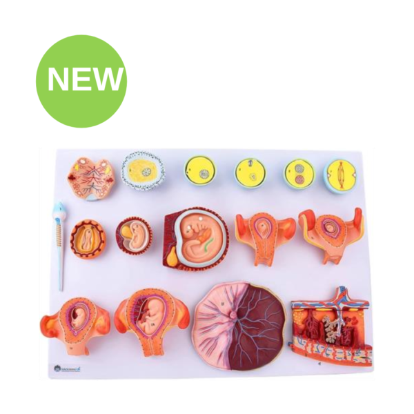 Human Fertilization Embryonic Development Model