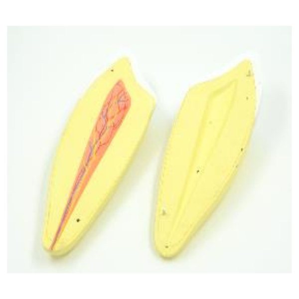 Enlarged Human Incisor 2parts