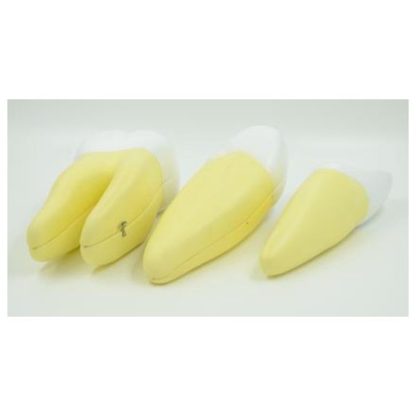 Enlarged Incisor, Canine, Molar