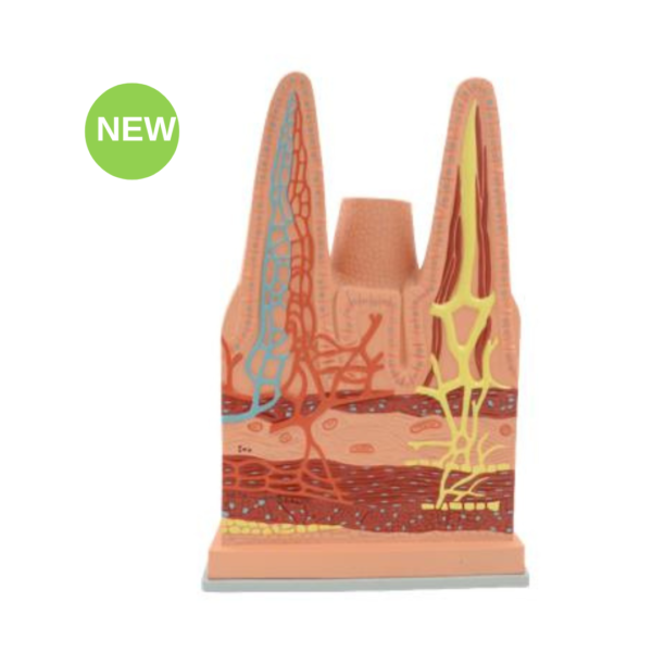 Enlarged Intestinal Villi Model